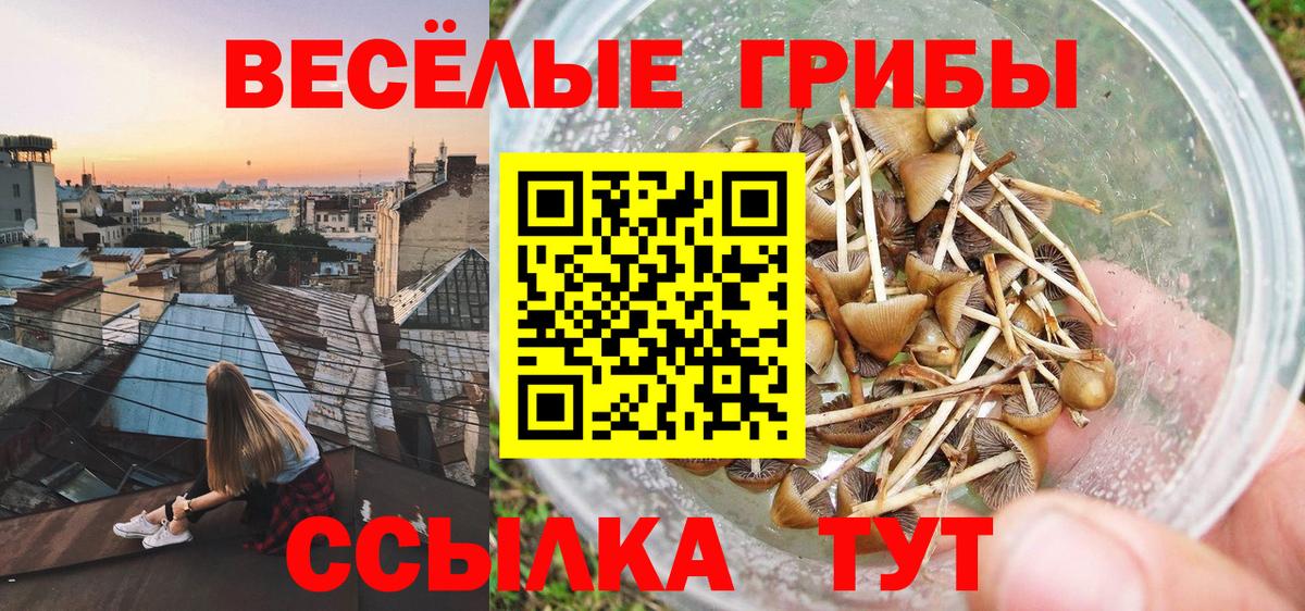 Псилоцибиновые грибы мухоморы Москва